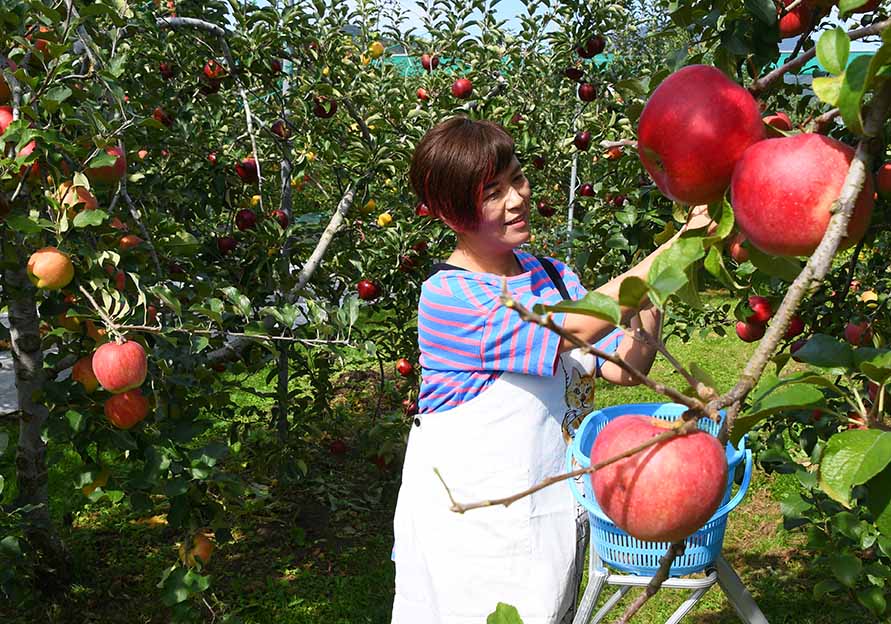 ②ハルちゃんりんご園　205 60 16 りんご園にカフェを併設 阿部純子さん（あっちゃんりんご園）